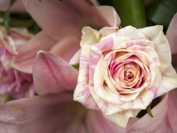 pink and white rose, warwickshire wedding photographer, dunchurch park weddings