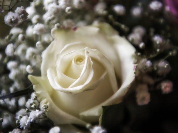 white rose, staffordshire wedding photographer, heath house weddings