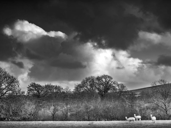 black and white welsh countryside, wedding photographer in wales